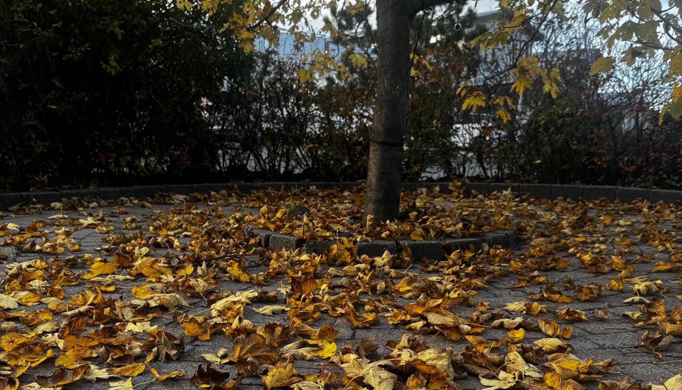Laufahreinsun